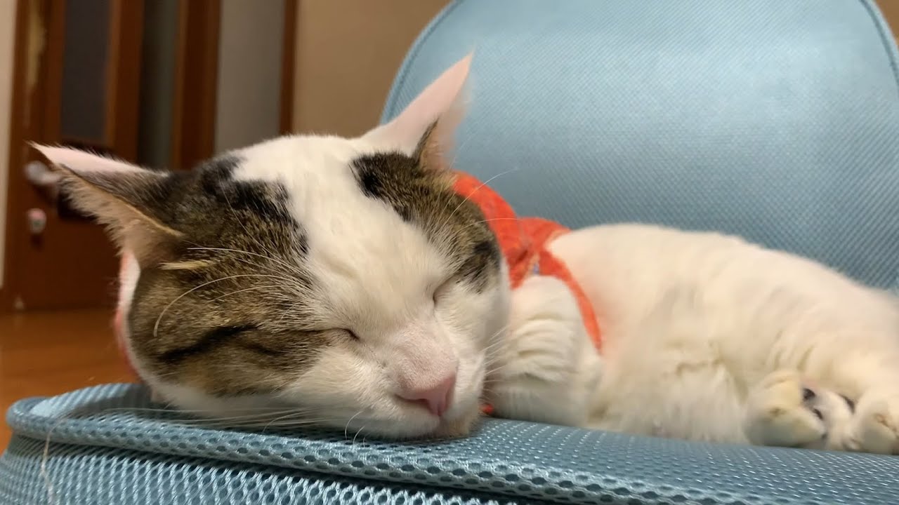 新年早々おやつを食べる猫に想像できる悲劇が・・・