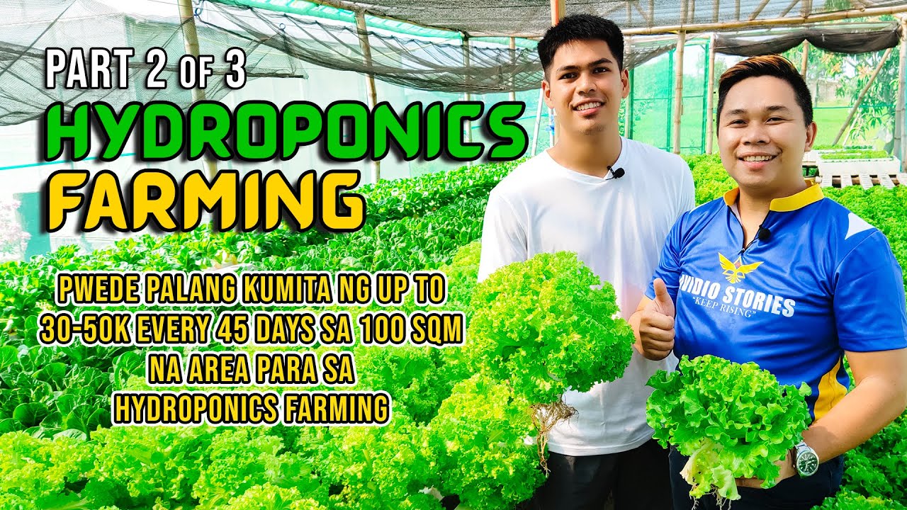 AMAZING HYDROPONICS FARMING | PWEDE PALANG KUMITA UP TO 30-50K EVERY 45 DAYS SA 100 SQM NA AREA! 👌🌿💦