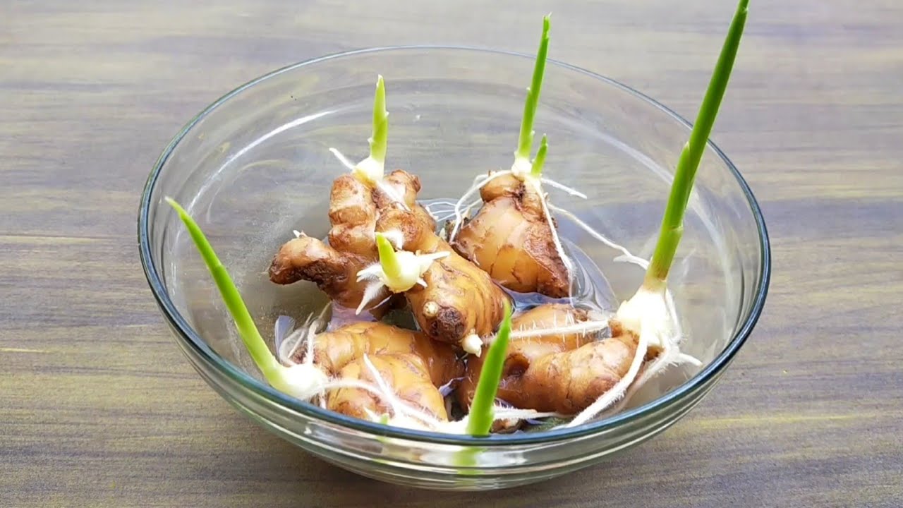 How to grow ginger, garlic, lemongrass at home