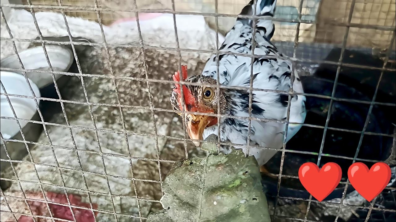 //Aseel mix breed country chicken is eating and plucking mango leave//#birds #chicken #youtube