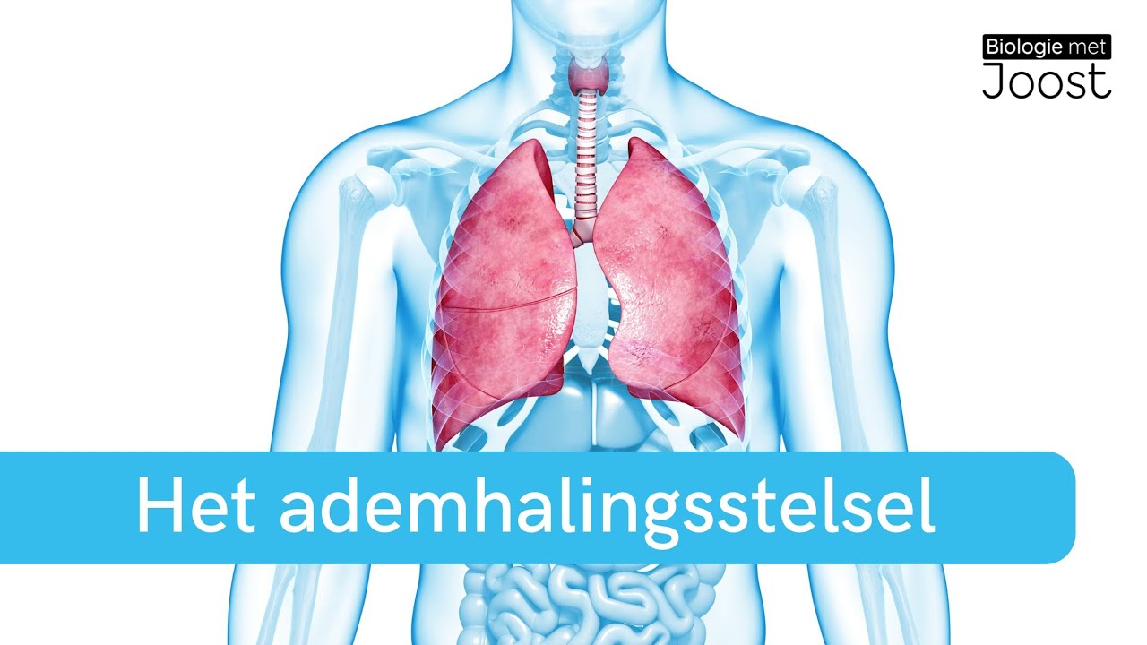 Het ademhalingsstelsel | Gaswisseling, longen & veelvoorkomende aandoeningen | Samenvatting
