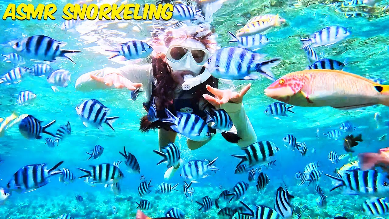 Snorkeling in Paradise 🌴 | Relaxing Ocean Sounds & Tropical Fish Vlog