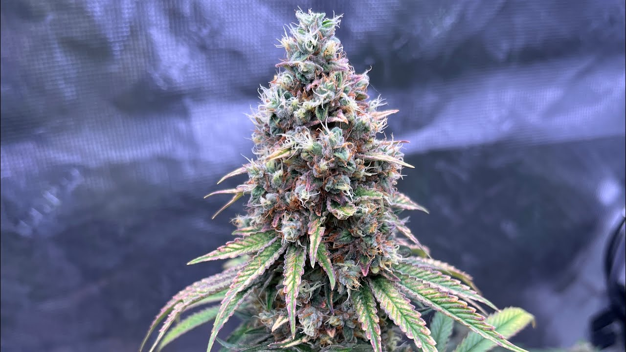 Grow Strong Cup~End of Week 7 Flower update~Lotus Nutrients and Kind LED X420 Review~