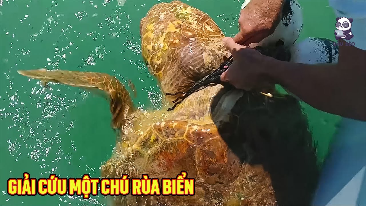 Người đàn ông tốt bụng có hành động giải cứu một chú rùa biển gặp nạn