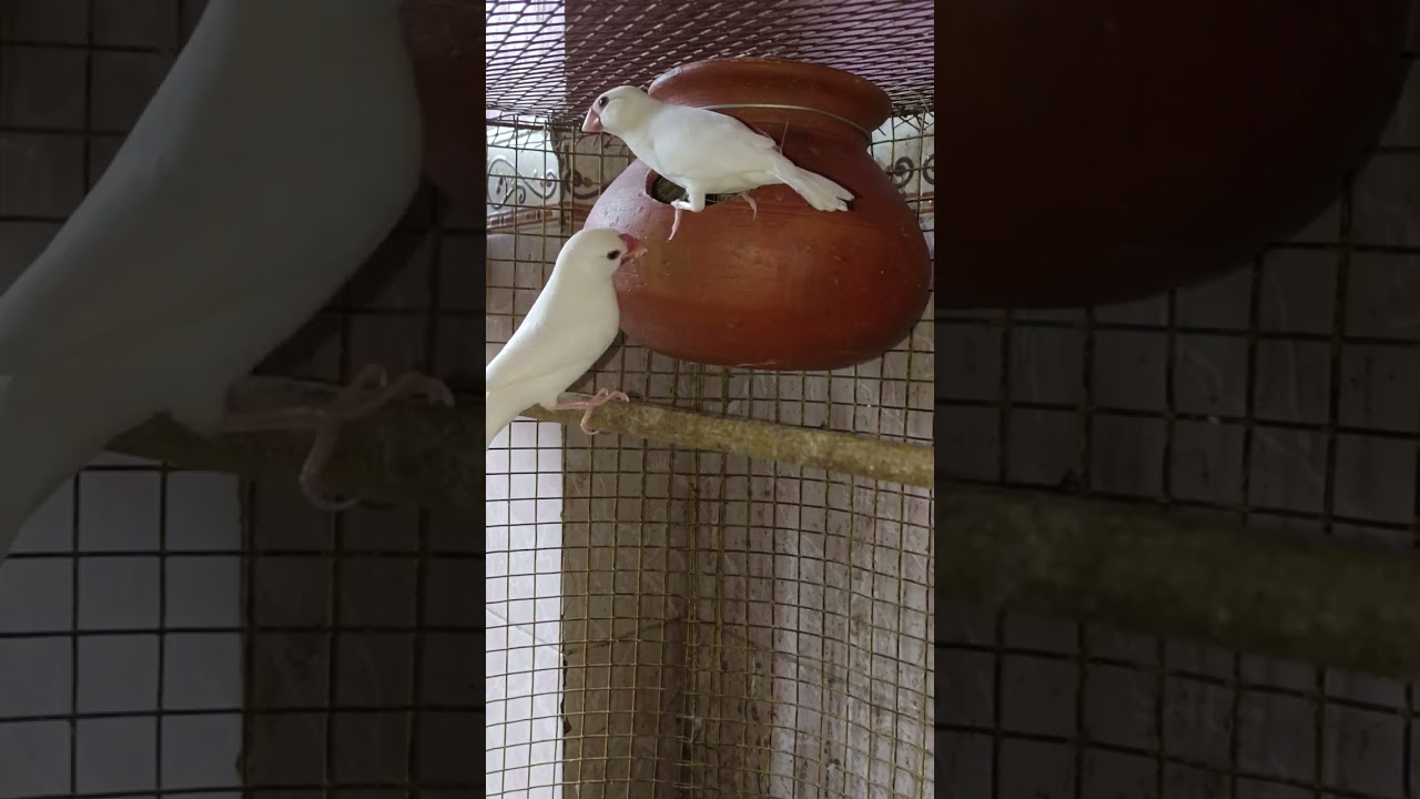 white java bird single pair breeding