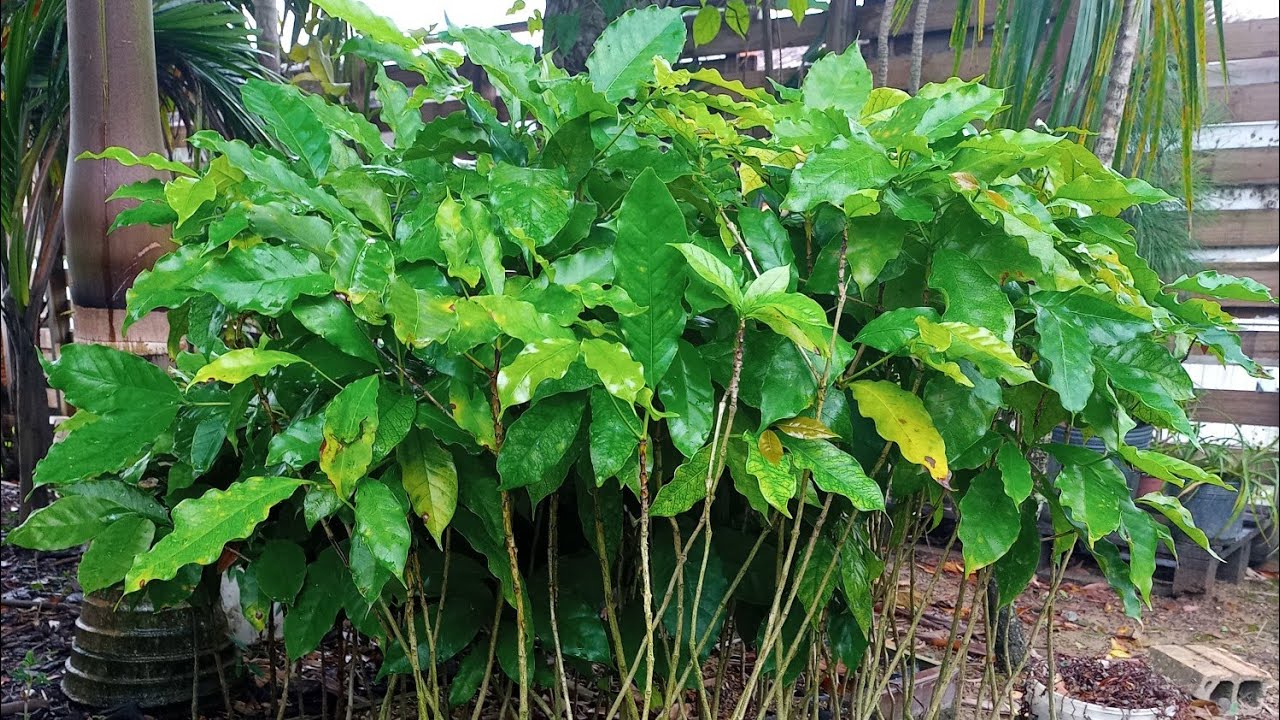 Como fazer mudas de Louro usando essa tecnica...