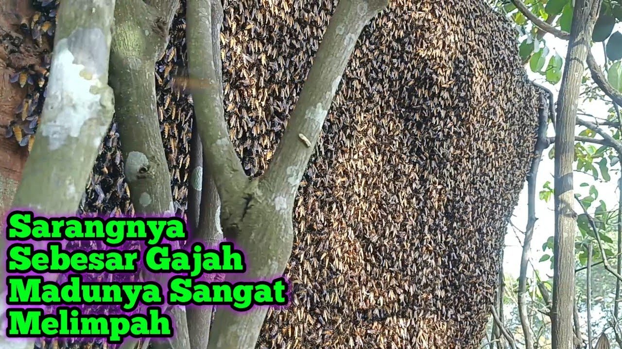 Sarang Lebahnya Sebesar Gajah,Madunya Mewah Dan Melimpah Ruah    #bee#honey#panenmaduhutan#trending 