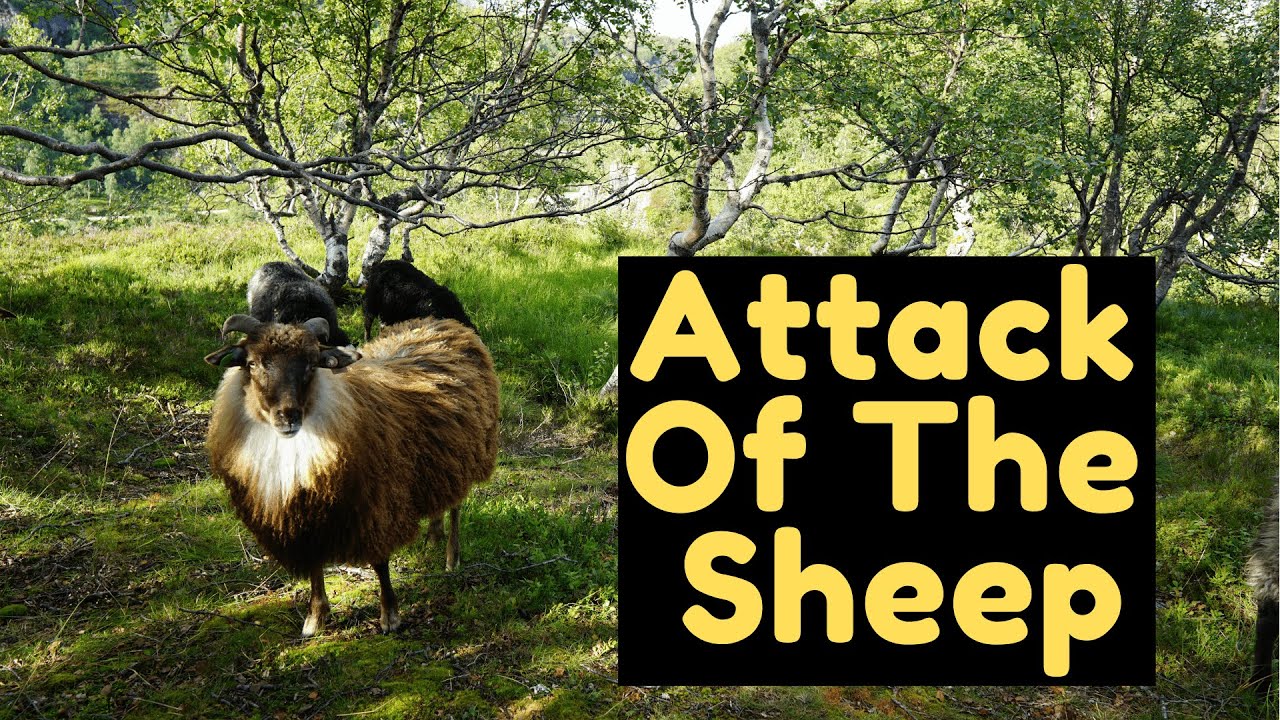 Our Camp Got Attacked By Sheep! - Road To Kjeragbolten #1