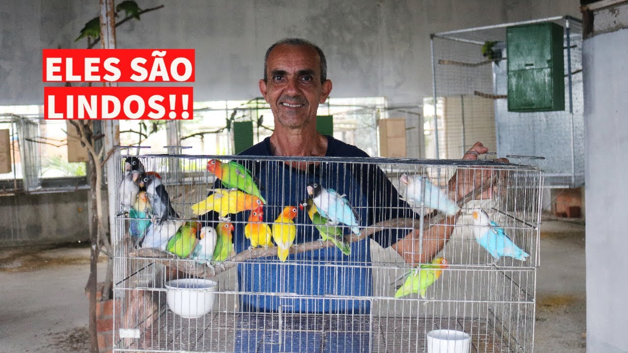 MINHA NOVA CRIAÇÃO DE AGAPORNIS
