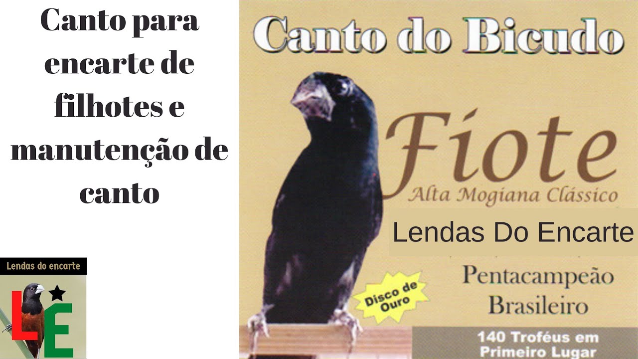 Canto do bicudo fiote para encarte de filhotes e manutenção de canto