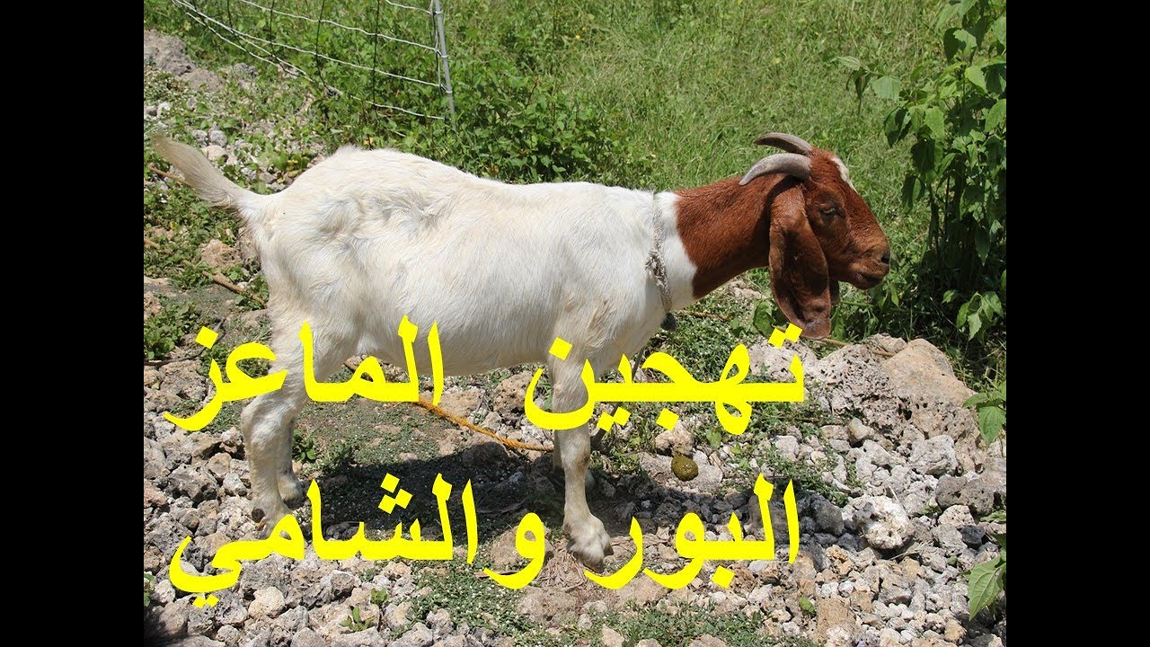 تهجين الماعز البور مع الماعز الدمشقي (الشامي) الدم الكامل والنقي - الحلقة السابعة