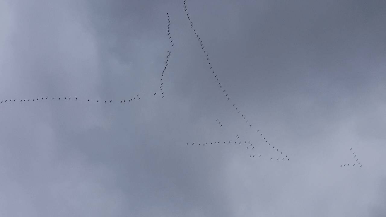 Vogelzug &uuml;ber Torarp am 2. Oktober 2016