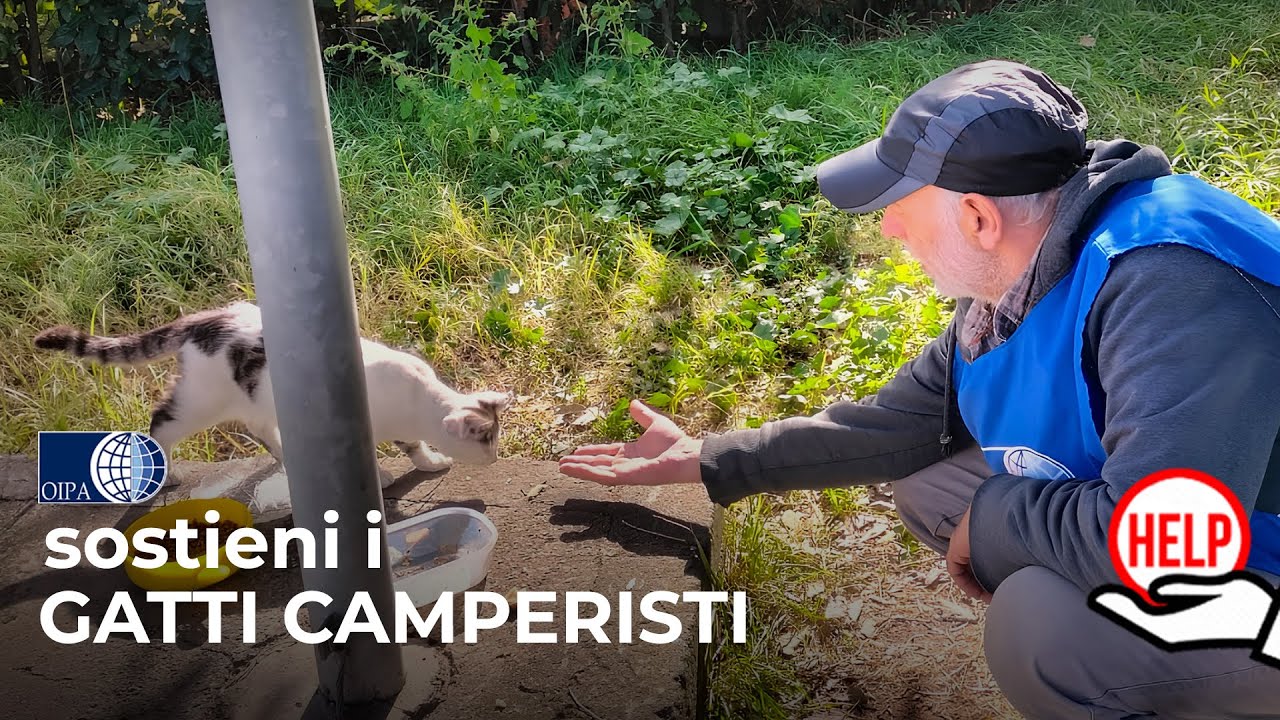 Dona in aiuto dei “Gatti Camperisti” 🚐: gatte gravide e cuccioli hanno bisogno di cure e cibo 🙏🐈