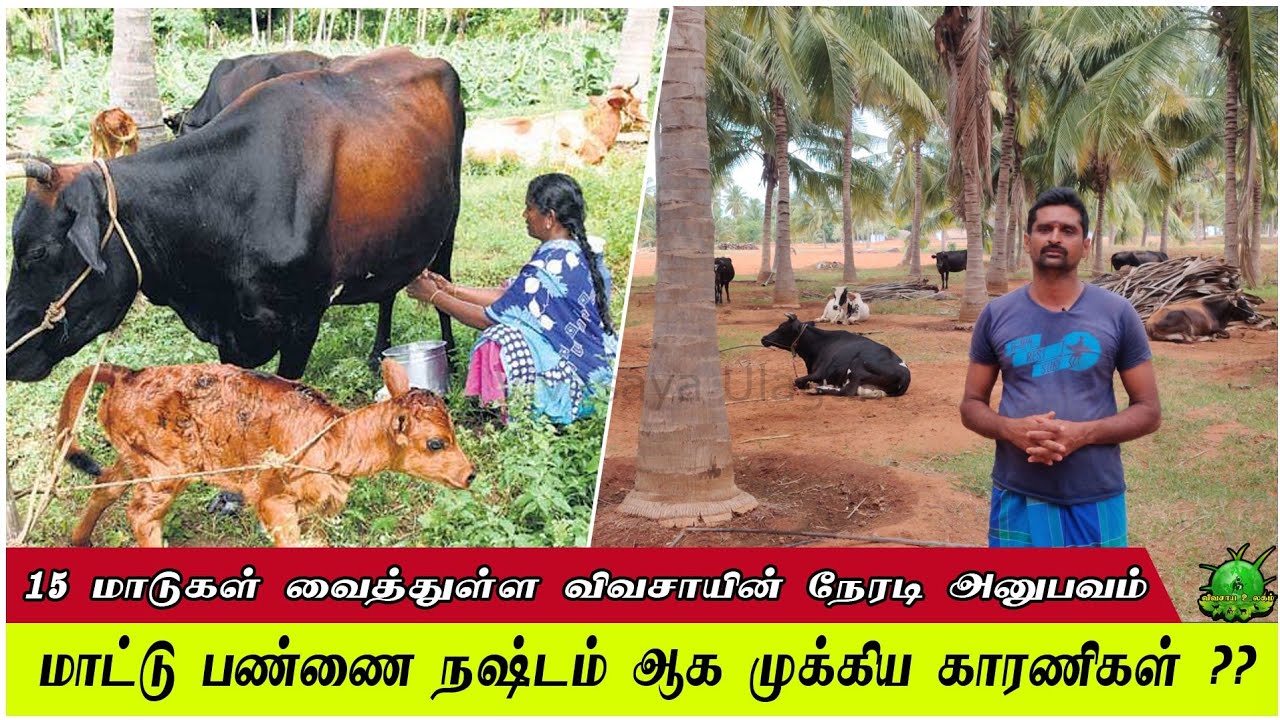 மாட்டு பண்ணை நஷ்டம் ஆக மிகமுக்கிய காரணிகள் / 15 மாடுகள் வைத்துள்ள விவசாயின் நேரடி அனுபவம் ??