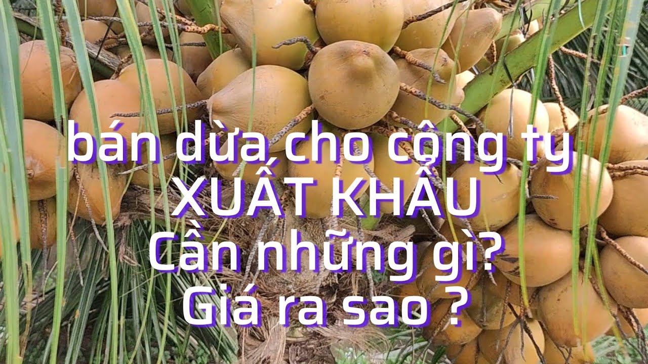 Dừa mã lai xuất khẩu cần tiêu chuẩn gì, giá thu mua ra sao ?cập nhật: Công ty đã rời đi