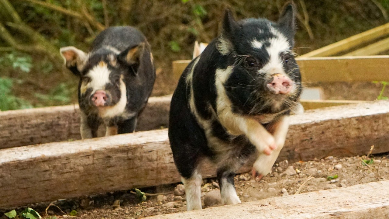 New Pig Race Track - The Forest Racecourse