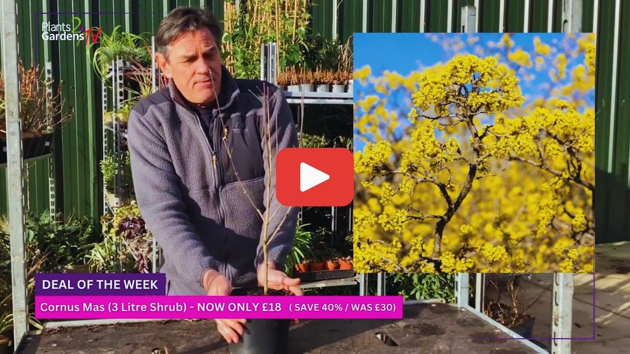 Cornus Mas – Bright Yellow Winter Flowers | Save 40% on This Hardy Garden Favourite