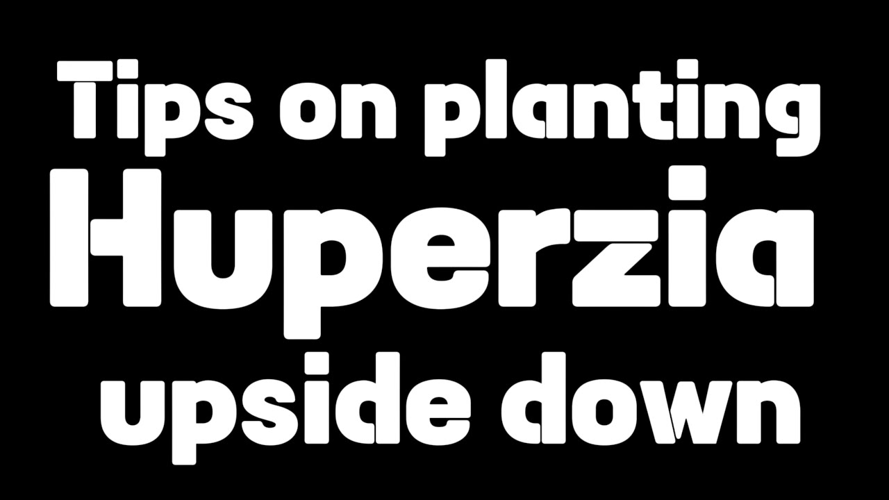 Tips on planting Huperzia upside down