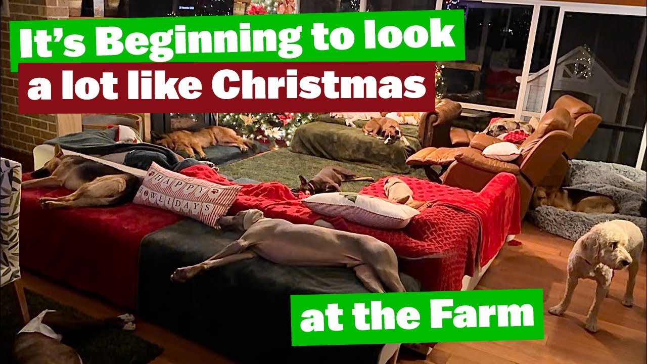 It’s Beginning to Look Like Christmas at the Farm