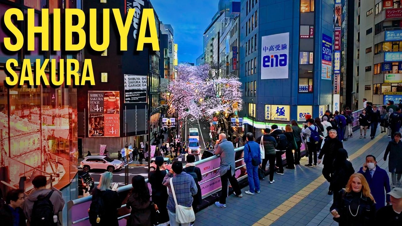 💗わぁ～キレイ！渋谷の桜が更に美しくピンクに輝く！＠ さくら坂　2026 4kHDR