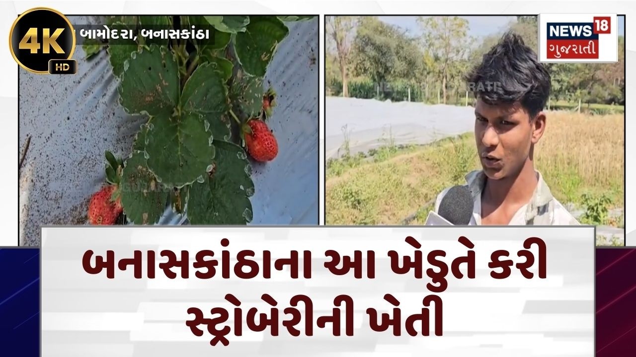 Banaskantha Strawberry Farming | બનાસકાંઠાના આ ખેડુતે કરી સ્ટ્રોબેરીની ખેતી | Mango | N18V | 4K