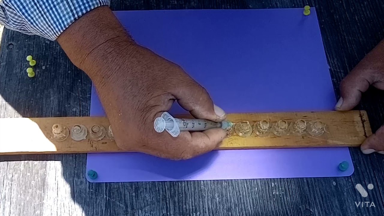 Cómo realizar un traslarve con larvas sobrealimentadas. Parte 1