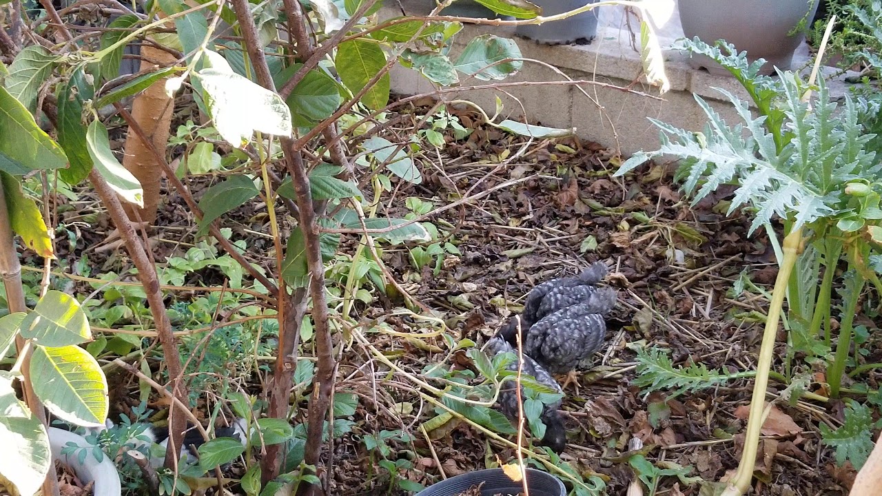 small chick in the backyard