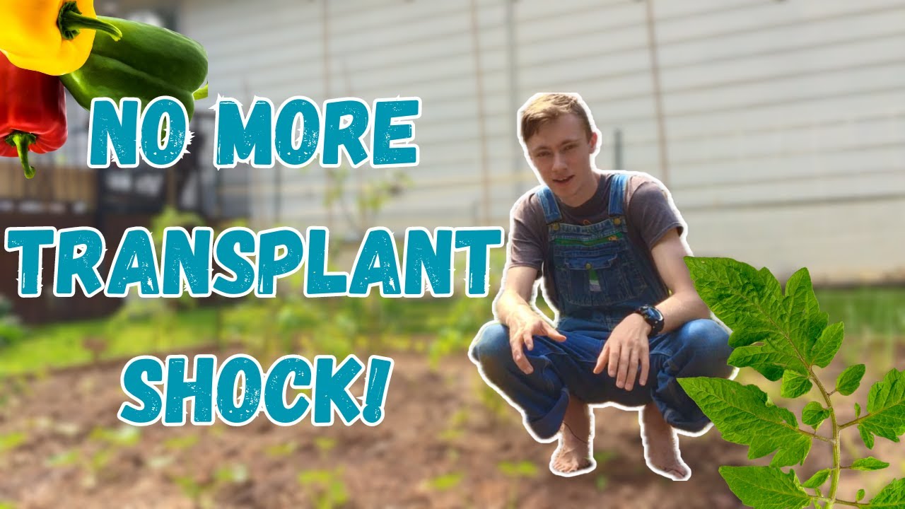 Prevent Transplant Shock Every Time With These 2 Tips!