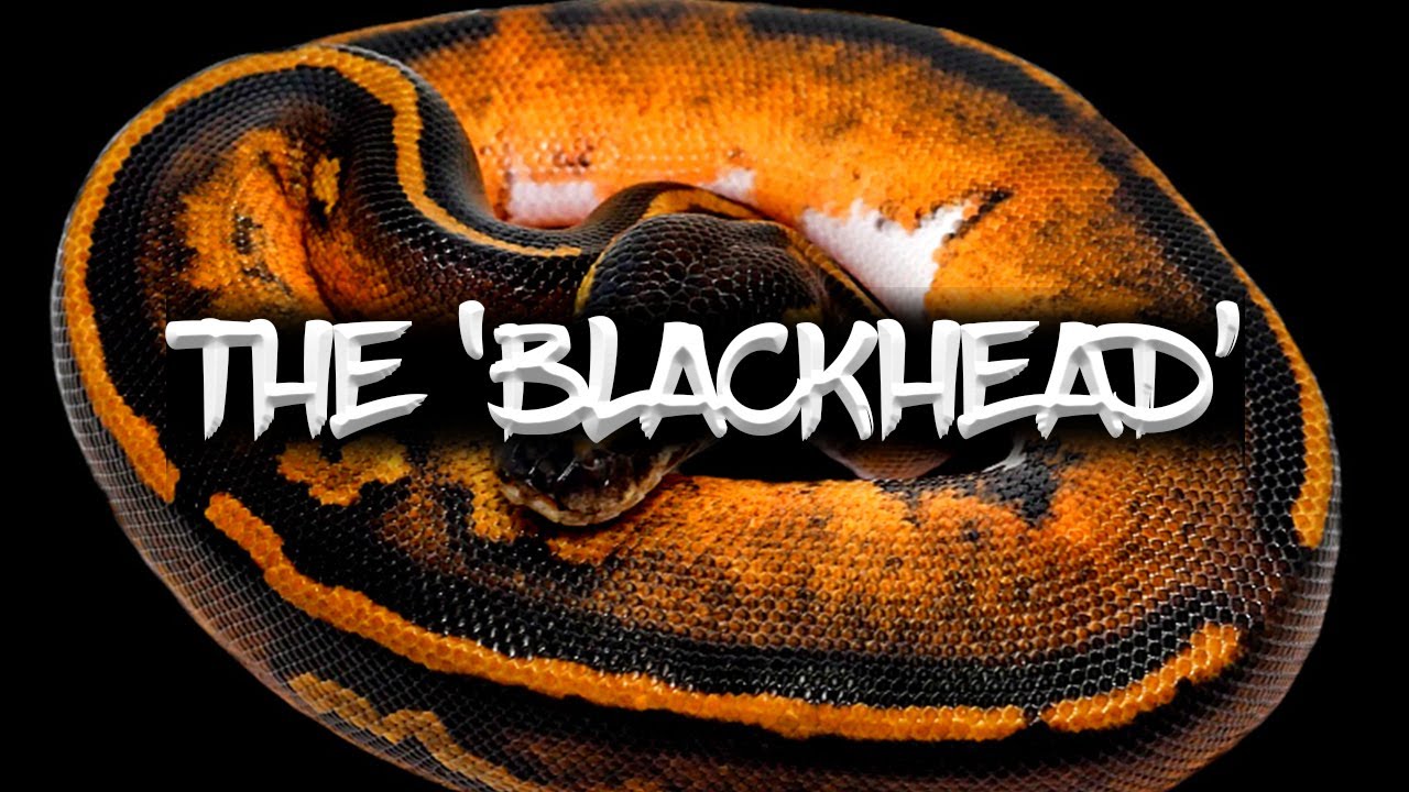 The Blackhead Ball Python!