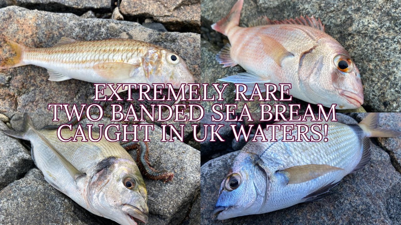 Extremely RARE Two Banded Sea Bream Caught In UK Waters! - Sea Fishing UK