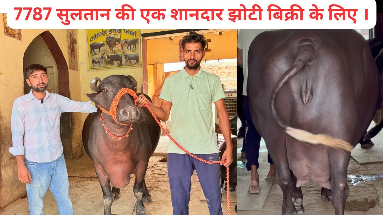 7787 सुलतान बुल की एक शानदार झोटी बिक्री के लिए उपलब्ध । परवीन Godara : - 9813424813
