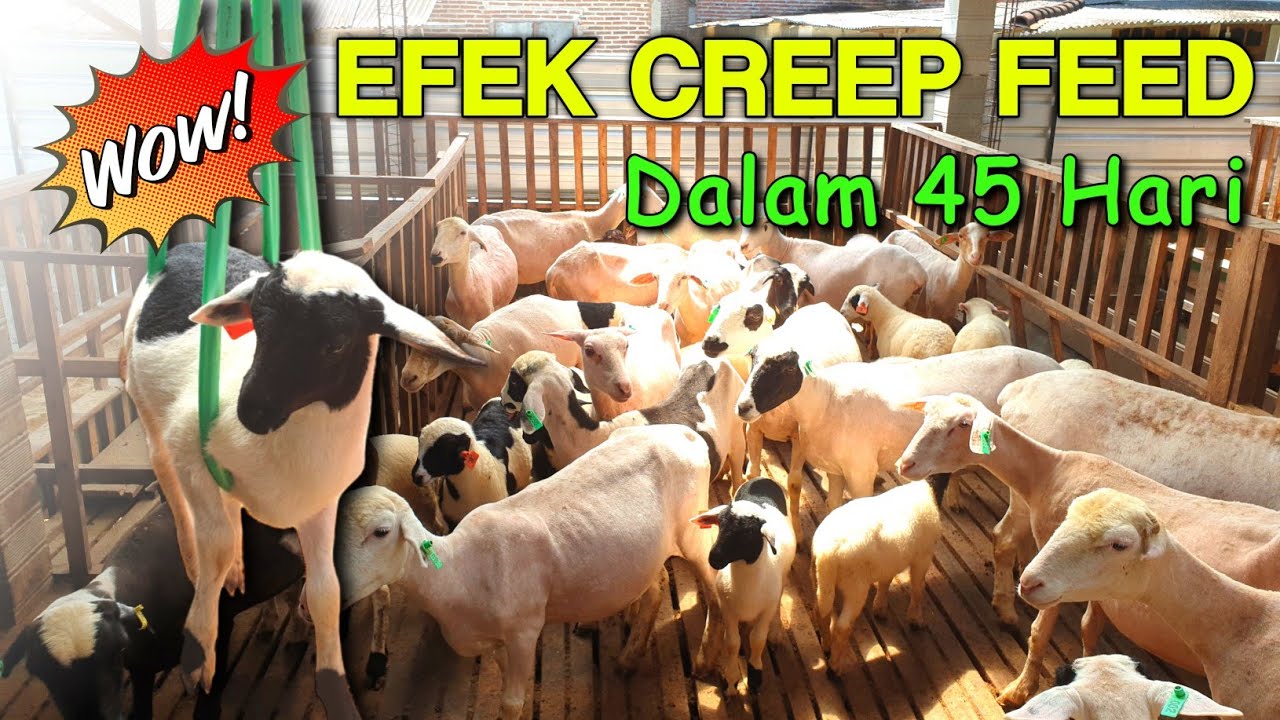 Timbang bobot cempe umur 45 hari , lumayaaaannn....