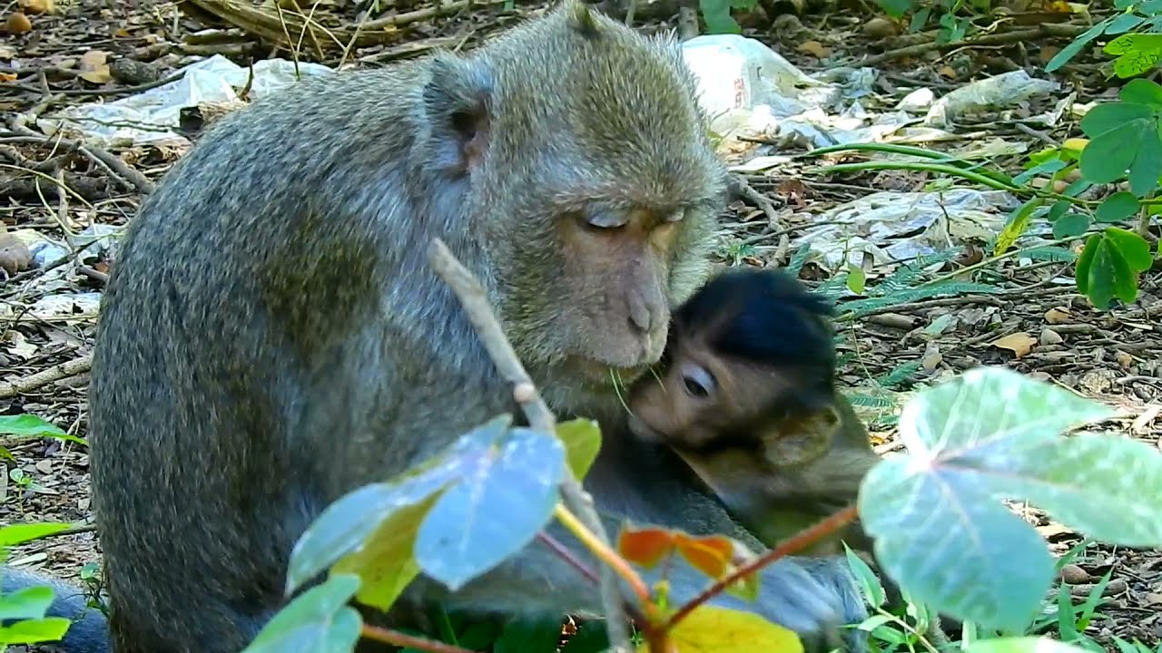 What are they always do?|Monkey and baby monkey activities wildlife in forest 