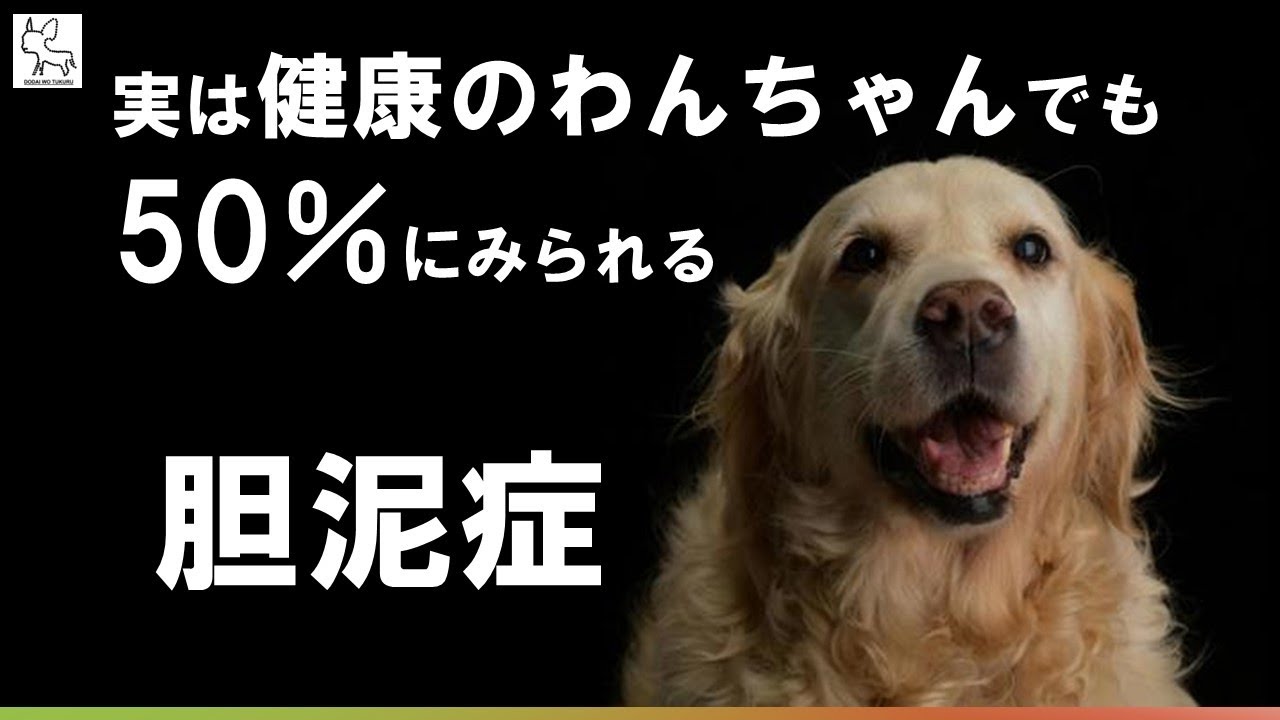 【胆泥症　犬　栄養療法】犬の50％にみられる胆泥症とは？【切り抜き】