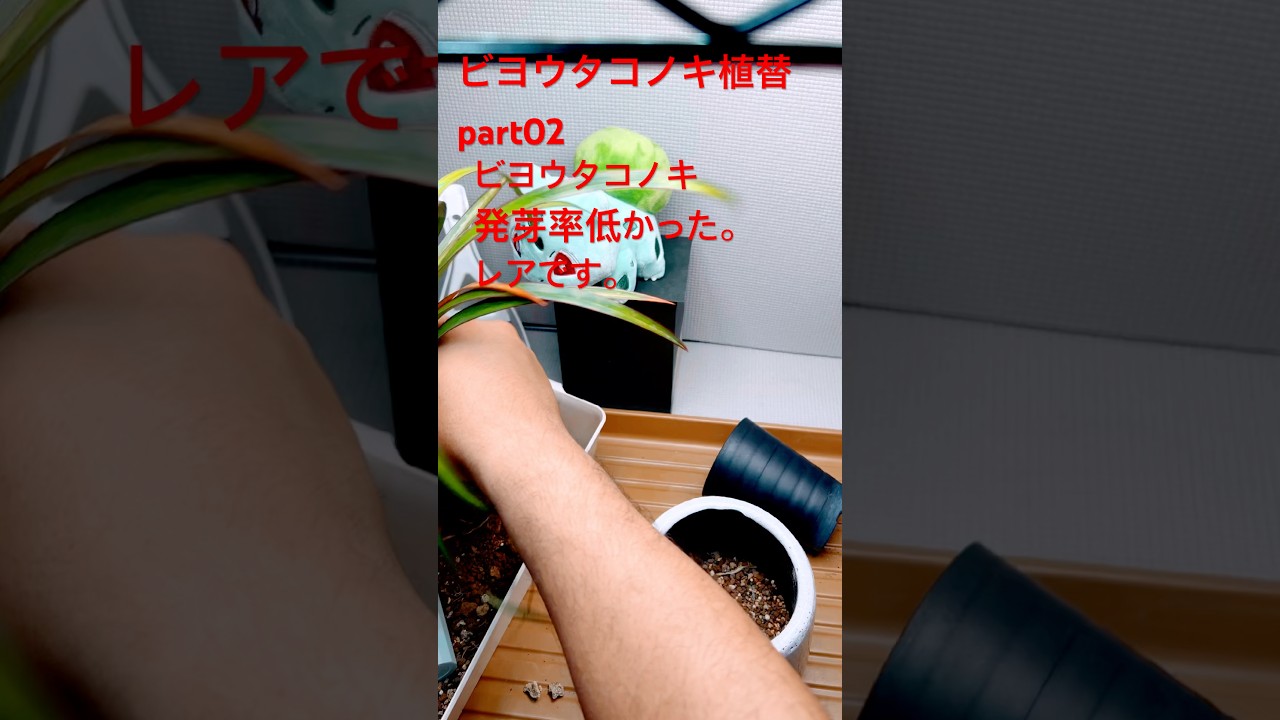 #タコノキ#ビヨウタコノキ#観葉植物#ガーデニング#plants #houseplants
