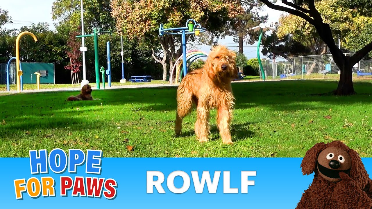 A beautiful dog abandoned in a park - why would anyone do that?? 😰