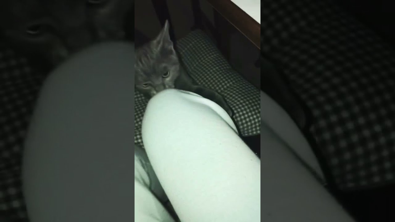 Certosino incrocio Gatto europeo