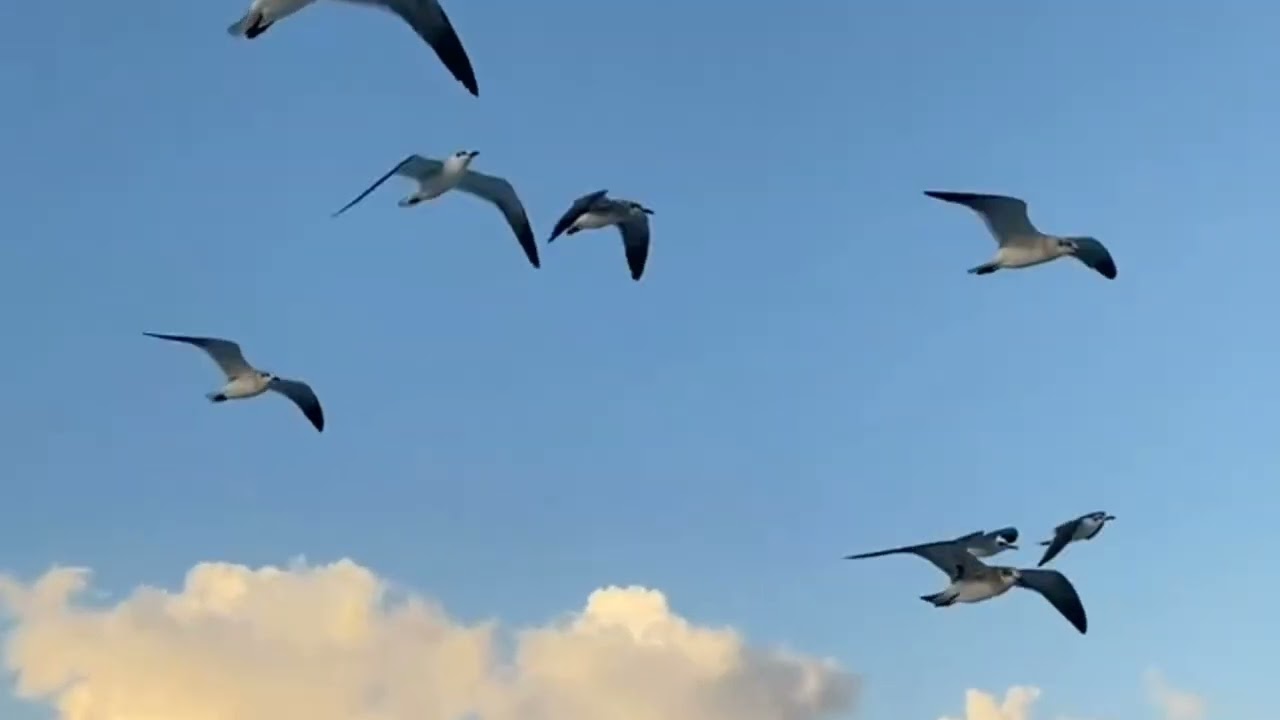 Жүнісбай Стамбайұлының күйі 