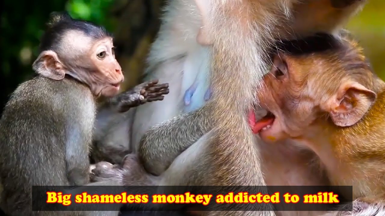 The big monkey is so addicted to its mother's milk that it can't stop asking for her milk.