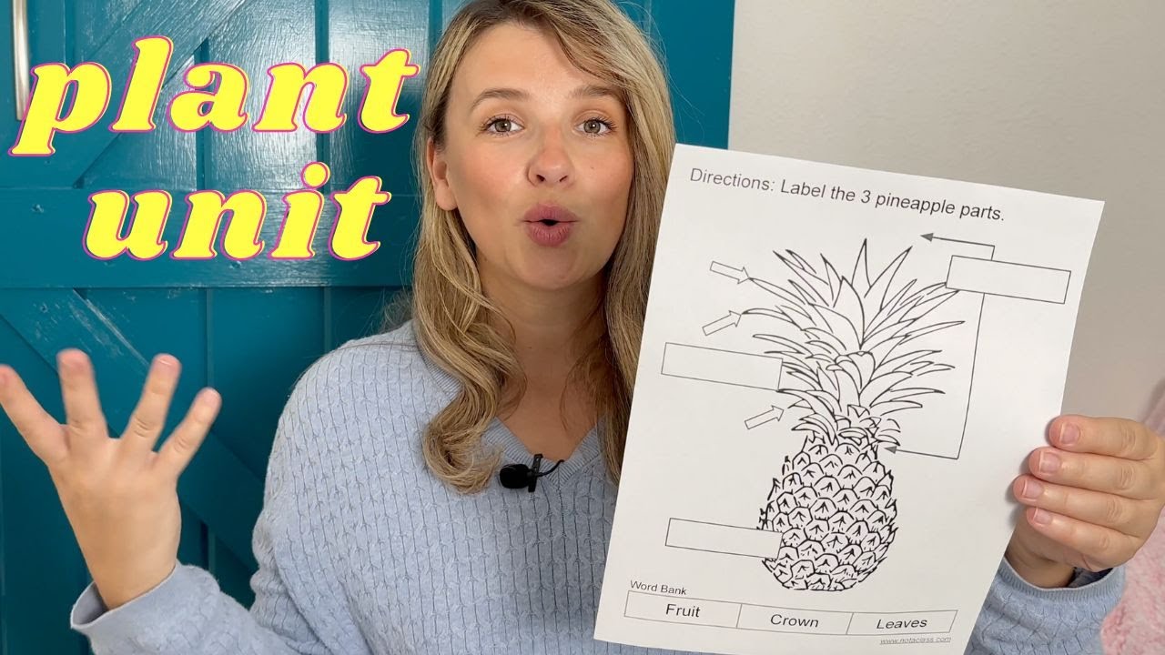 parts of a pineapple | plant unit for pre-school, kindergarten, 1st grade | ESOL and IEP friendly