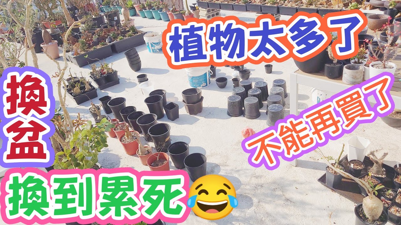 ［跟著阿郁種］換盆換土植物真的太多了#塊根#塊根植物#龍舌蘭#多肉植物#多肉#盆景#盆栽#沙漠玫瑰#花園#植物#植物燈#生活#有趣#開箱#療癒#鹿角蕨#觀葉植物#花市#園藝#田尾#教學#花#栽培#秘訣