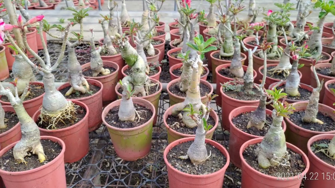 #愛分享#彰化大村謝家 #沙漠玫瑰培育園區#換盆教學#造型頭