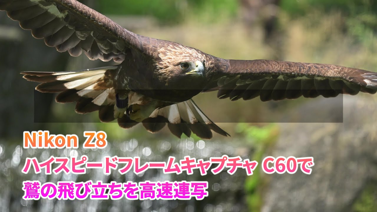 ニコンZ8のハイスピードフレームキャプチャ C60 で 鷲の飛び立ちを高速連写