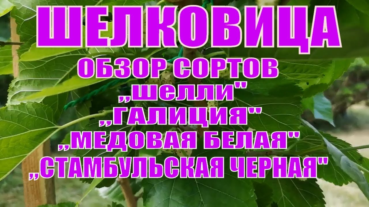 ЛУЧШИЕ СОРТА ШЕЛКОВИЦЫ КРУПНОПЛОДНОЙ.