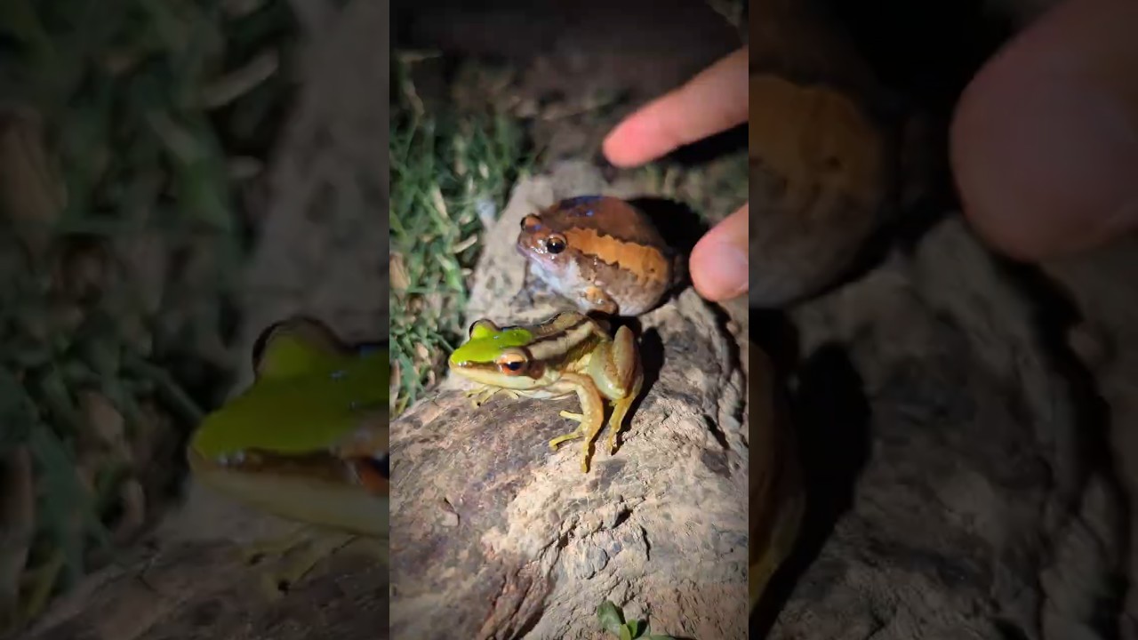 People catch frogs jumping funny funny | catching frogs by hand so fun | tep longheng funny