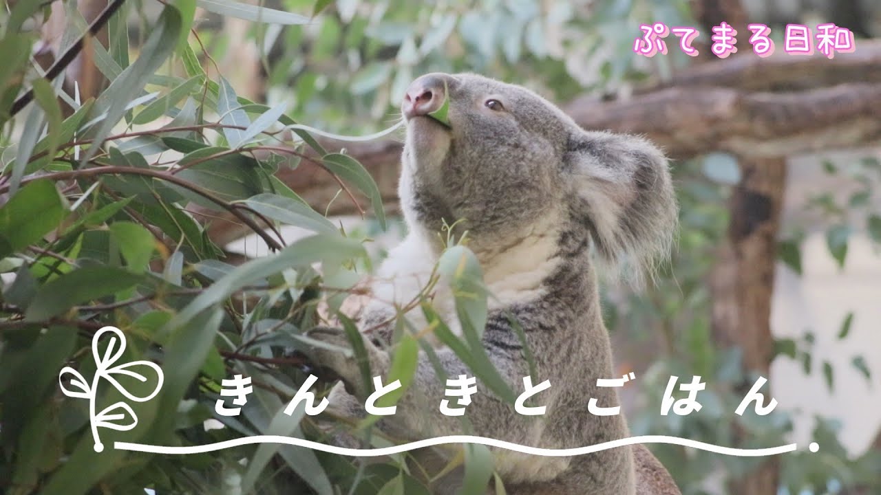 きんちゃんがひたすらユーカリを食べる動画