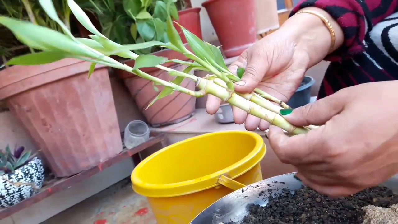 How to Grow Lucky Bamboo in Soil || लकी बम्बू को मिट्टी में कैसे उगाये || Fun Gardening