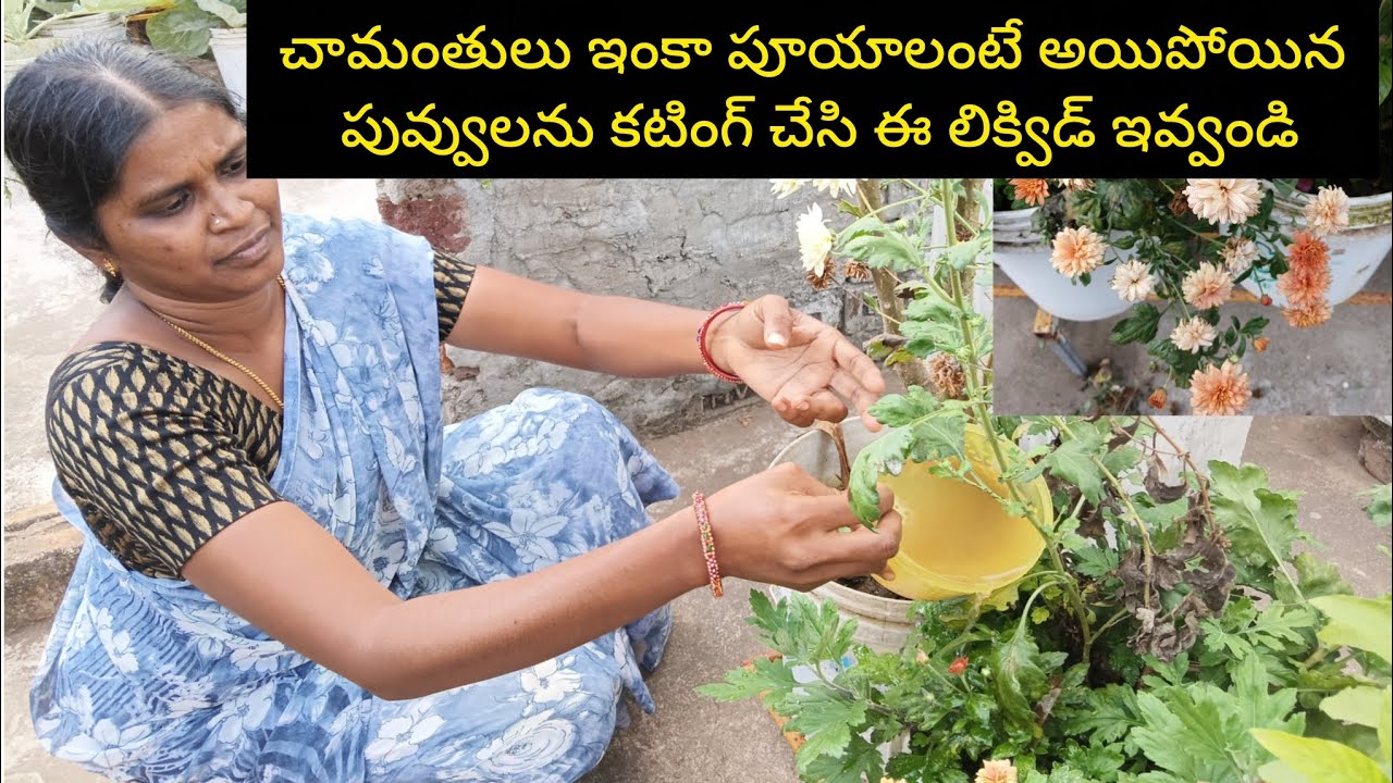 చామంతి మొగ్గలు మరలా రావటానికి నేను ఇలా చేసి లిక్విడ్ ఇచ్చి ఒక బీరకాయ హార్వెస్/Ma pushpa thota garden