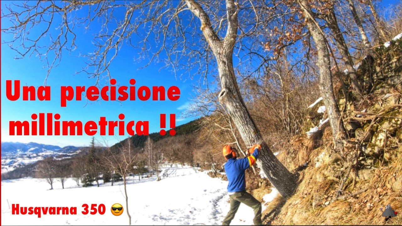 Come tagliare una Pianta - Husqvarna 350 🌲