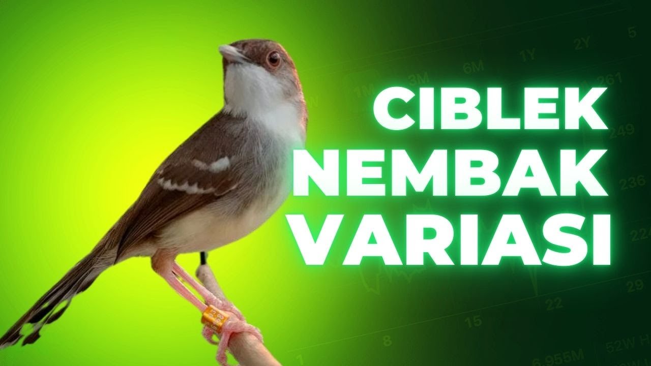 Ciblek Nembak Variasi, Masteran Ciblek Bren Variasi